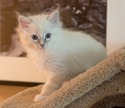 Ragdoll kitten - Sheldon